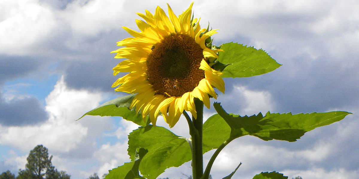 sunflower